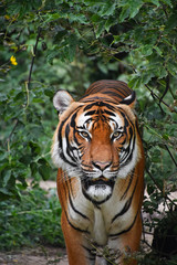 Wall Mural - Close up front portrait of Indochinese tiger