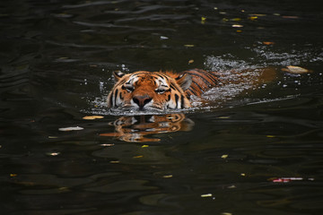 Wall Mural - Siberian Amur tiger swimming in water