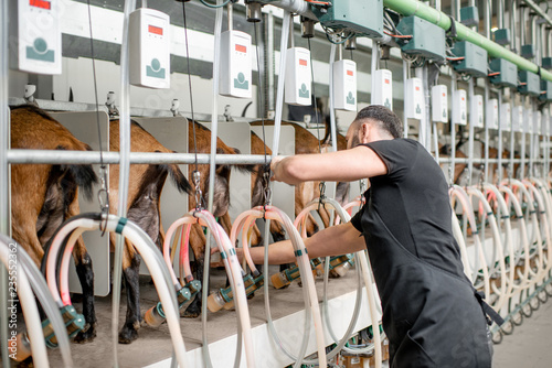 Fotografie, Obraz Man inserting nipples of the milking machine during the milking process at the g