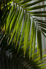 Botanical Garden