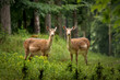 Two fallow deer in the forest