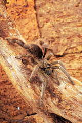 Canvas Print - afrikanische Vogelspinne (Eucratoscelus pachypus) - african tarantula