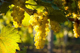 Grapes on the vine with green leaves at sunset