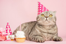 Cheerful Cat In A Cap And A Cupcake Celebrates A Birthday, On A Pink Background