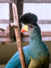A Close Portrait Of Great Blue Turaco
