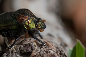 bug