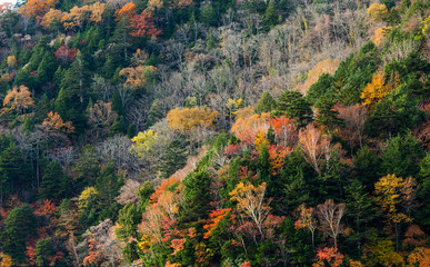 Wall Mural - autumn season forest and lake