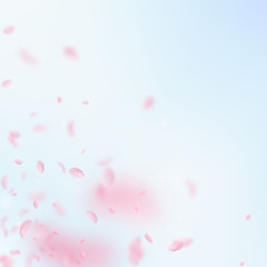 Wall Mural - Sakura petals falling down. Romantic pink flowers 