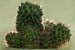 Home grown cactus