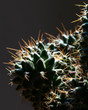 Cactus with long spikes