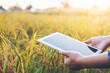 © joyfotoliakid - Smart farming Agricultural technology and organic agriculture Woman using the research tablet and studying the development of rice varieties in rice field