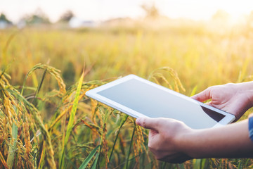 Smart farming Agricultural technology and organic agriculture Woman using the research tablet and studying the development of rice varieties in rice field