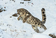 Snow Leopard Leap