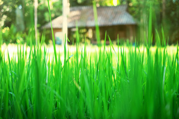 Wall Mural - The grass yard with green color and warm light background