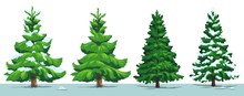 Christmas Tree, Green Fir, Pine, Spruce With Snow