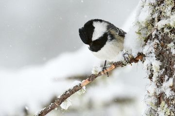 Wall Mural - Willow tit in winter