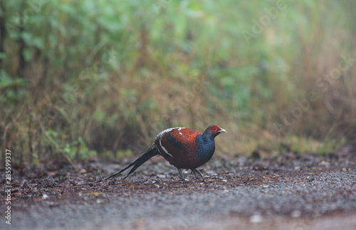 Fotografie, Obraz Mrs. Hume's Pheasant, Male, Beautiful Pheasant.