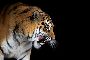 Wall Mural - tiger portrait on black background