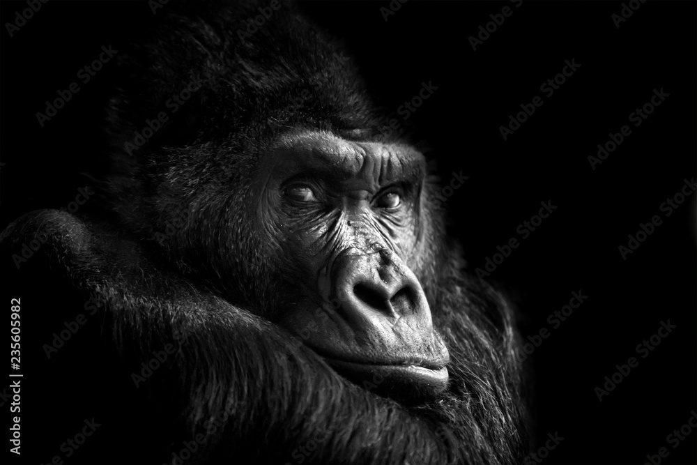 Obraz na płótnie Portrait of a Gorilla w salonie