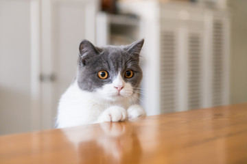 Sticker - Cute British short-haired cat