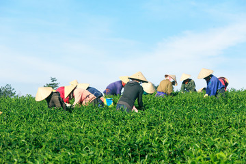 Dalat, Vietnam, November 20, 2018: A group of farmers picking tea on a summer afternoon in Cau Dat tea plantation, Da lat, Vietnam