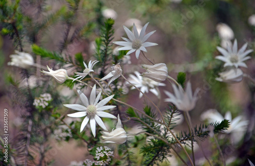 Australian Native Flannel Flowers Actinotus Helianthi Growing In Woodland Understory Amongst Other Wildflowers Royal National Park Sydney New South Wales Australia Spring And Summer Flowering Stock Photo Adobe Stock