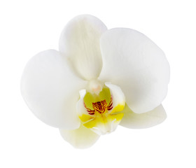 White orchid flower closeup isolated on white