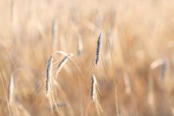 Wall Mural - Ripe golden ears of rye