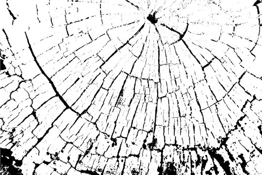Vector wood texture. Abstract background, old tree cut.