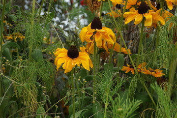 Wall Mural - yellow flowers in garden