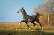 Beautiful grey horse running on field in freedom