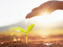 Hand Nurturing And Watering Young Baby Plants Growing In Germination Sequence On Fertile Soil At Sunset Background