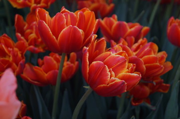 Wall Mural - red tulips in garden