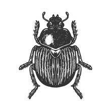 Scarab Beetle Engraving Vector Illustration. Scratch Board Style Imitation. Black And White Hand Drawn Image.