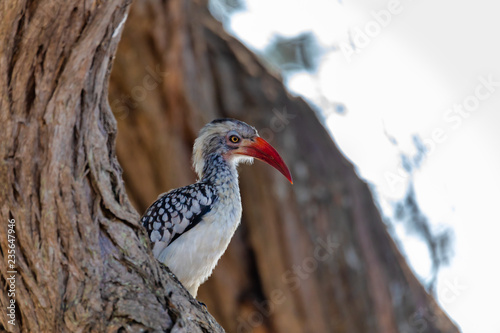Fotografia bird red-billed hornbill, Namibia, Africa wildlife