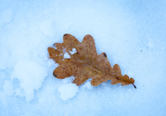 Wall Mural - dry oak leaf on snow