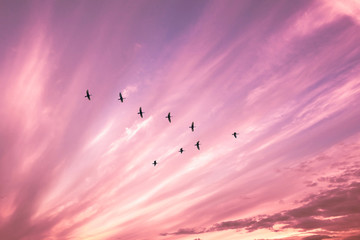 Wall Mural - Migratory birds flying in the shape of v on the cloudy sunset sky. Sky and clouds with effect of pastel colored.