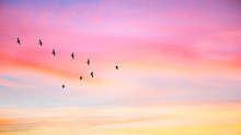 Migratory Birds Flying In The Shape Of V On The Cloudy Sunset Sky. Sky And Clouds With Effect Of Pastel Colored.