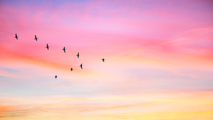 Wall Mural - Migratory birds flying in the shape of v on the cloudy sunset sky. Sky and clouds with effect of pastel colored.