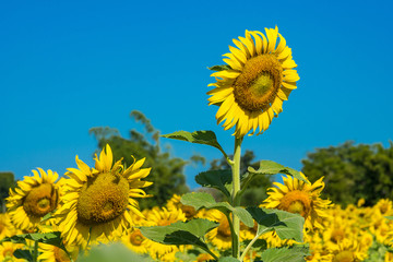 Beautiful landscape with field of blooming sunflowers field over cloudy blue sky and bright sun lights.Thailand.