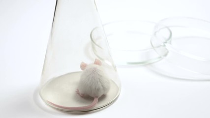 Wall Mural - Curious white rat in a lab (shallow DOF, selective focus on the rat paw and eyes)