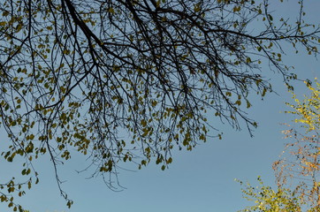 Canvas Print - Natural background from autumnal many branched tree with some yellow leaves on the blue sky, South park, Sofia, Bulgaria 