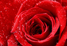 Closeup Of Red Rose With Drops Of Water