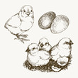 Vector chick breeding hand drawn set. Engraved baby chick and egg illustrations. Rural natural bird farming. Poultry business.
