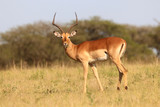Fototapeta Sawanna - Impala in the African bushveld