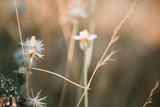 Fototapeta Dmuchawce - Closeup of flower