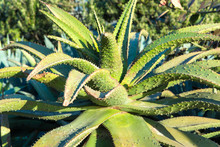 Nature, Botany And Floral Concept - Close Up Of Aloe Plant Growing Outdoors