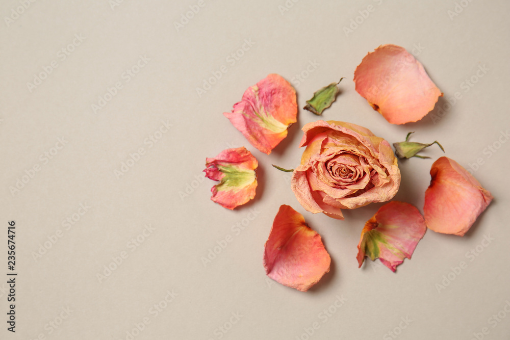 Beautiful dry rose with petals on light background