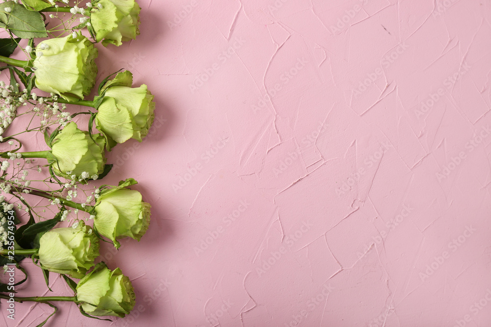 Beautiful green roses on color background