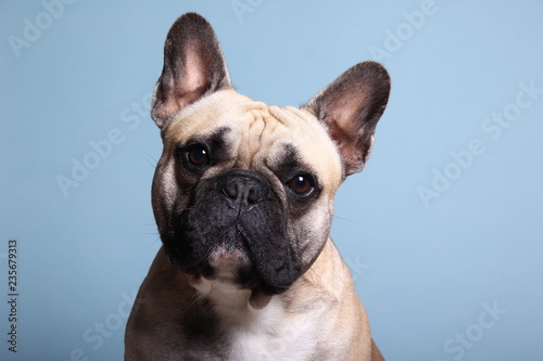 Cuadros en Lienzo Bulldog in front of a colored background